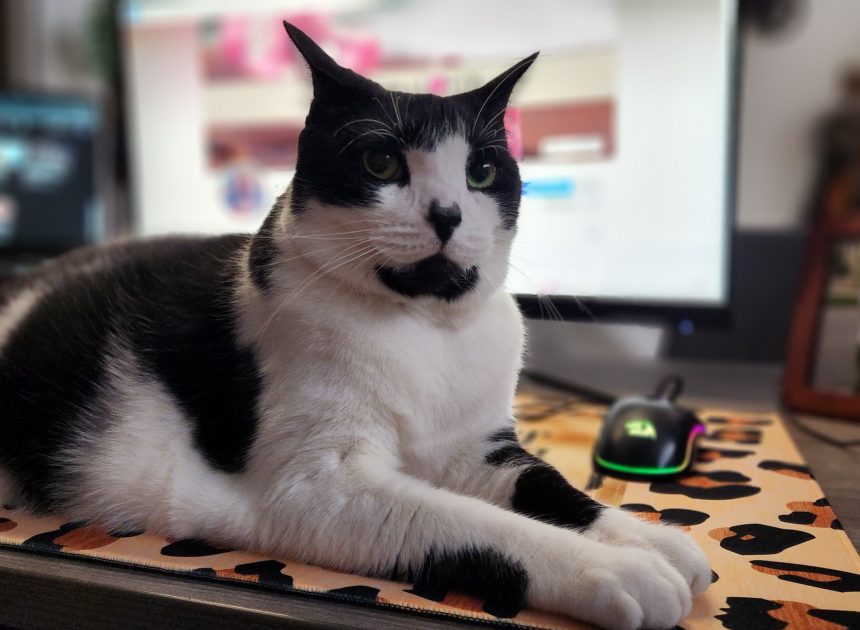 5 Life Lessons I Learned from My ESA Cat, Misaki