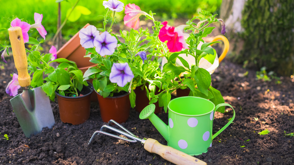 Adding a pop of color to your garden lifts your mood and builds excitement
